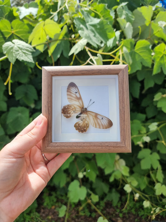 Mini Framed Clearwing Butterfly