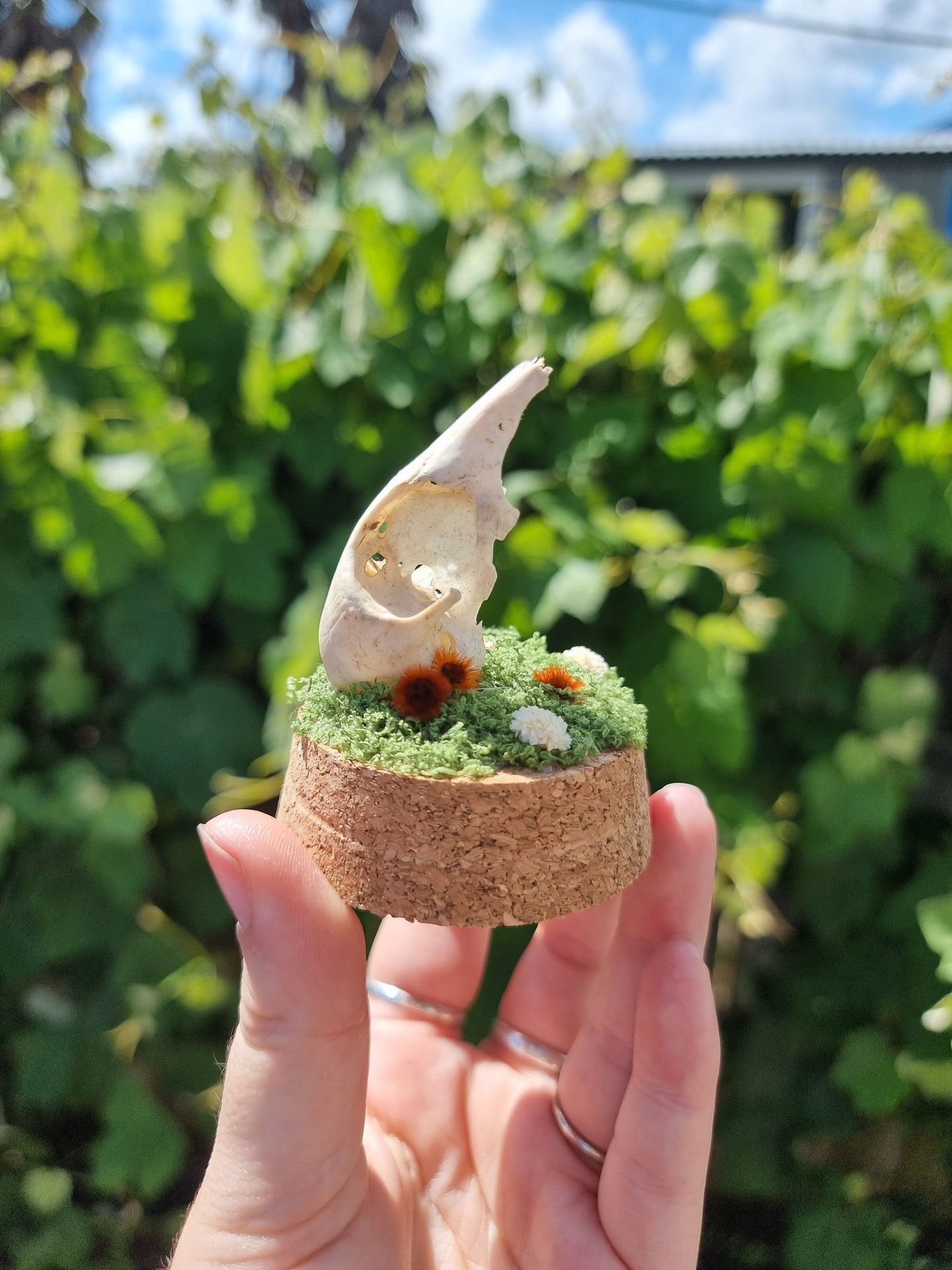 Partial Duck Skull Dome