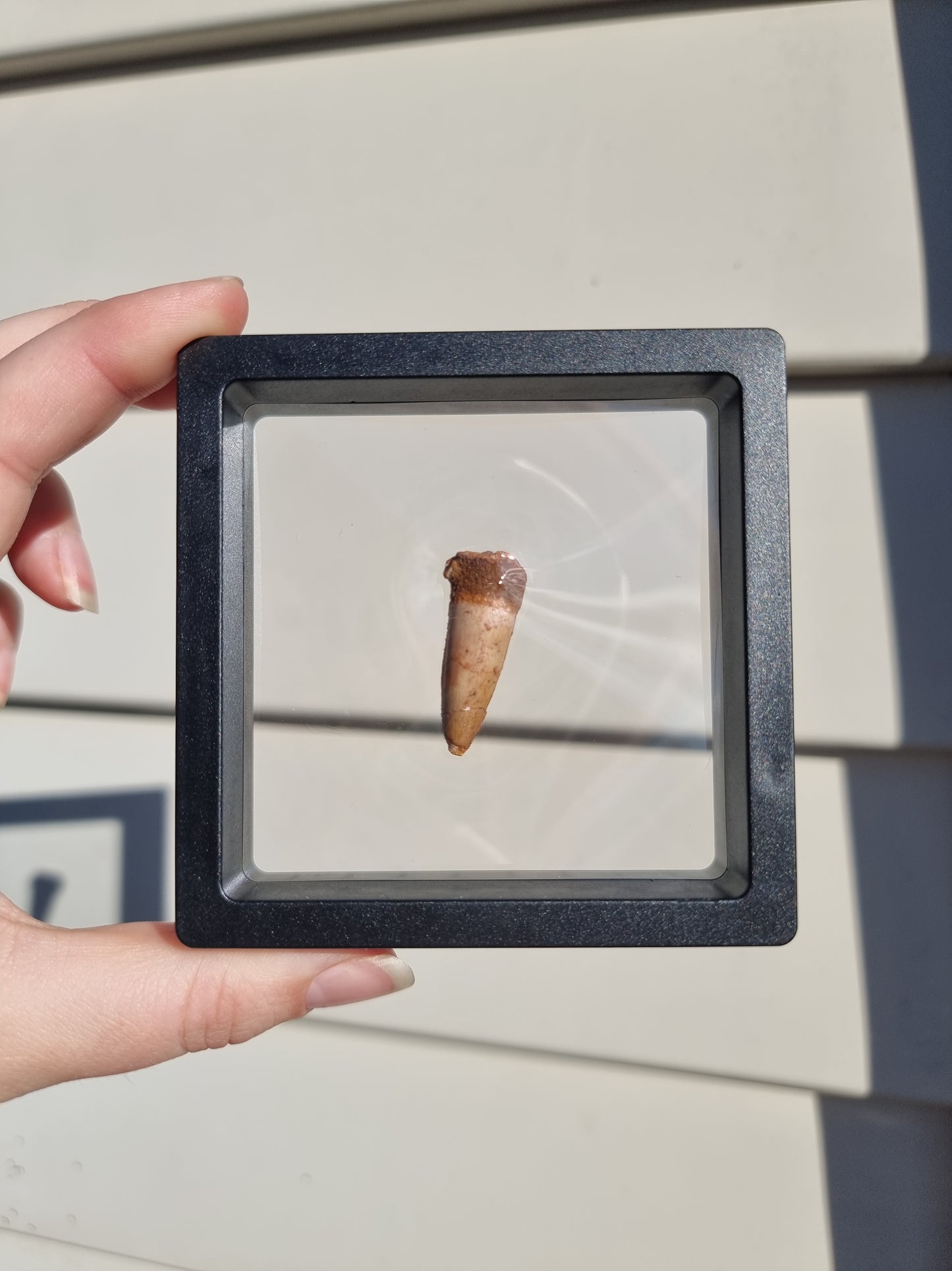 Spinosaurus Tooth #4