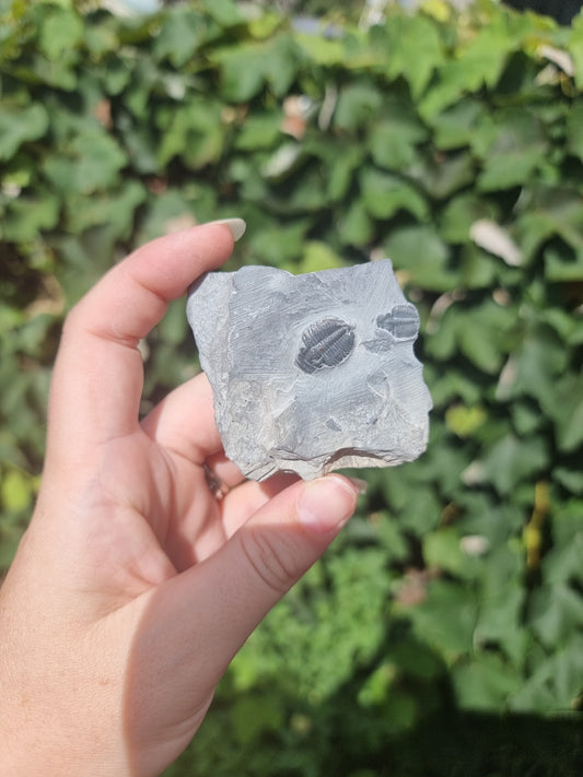 Elrathia Kingi Trilobite #4