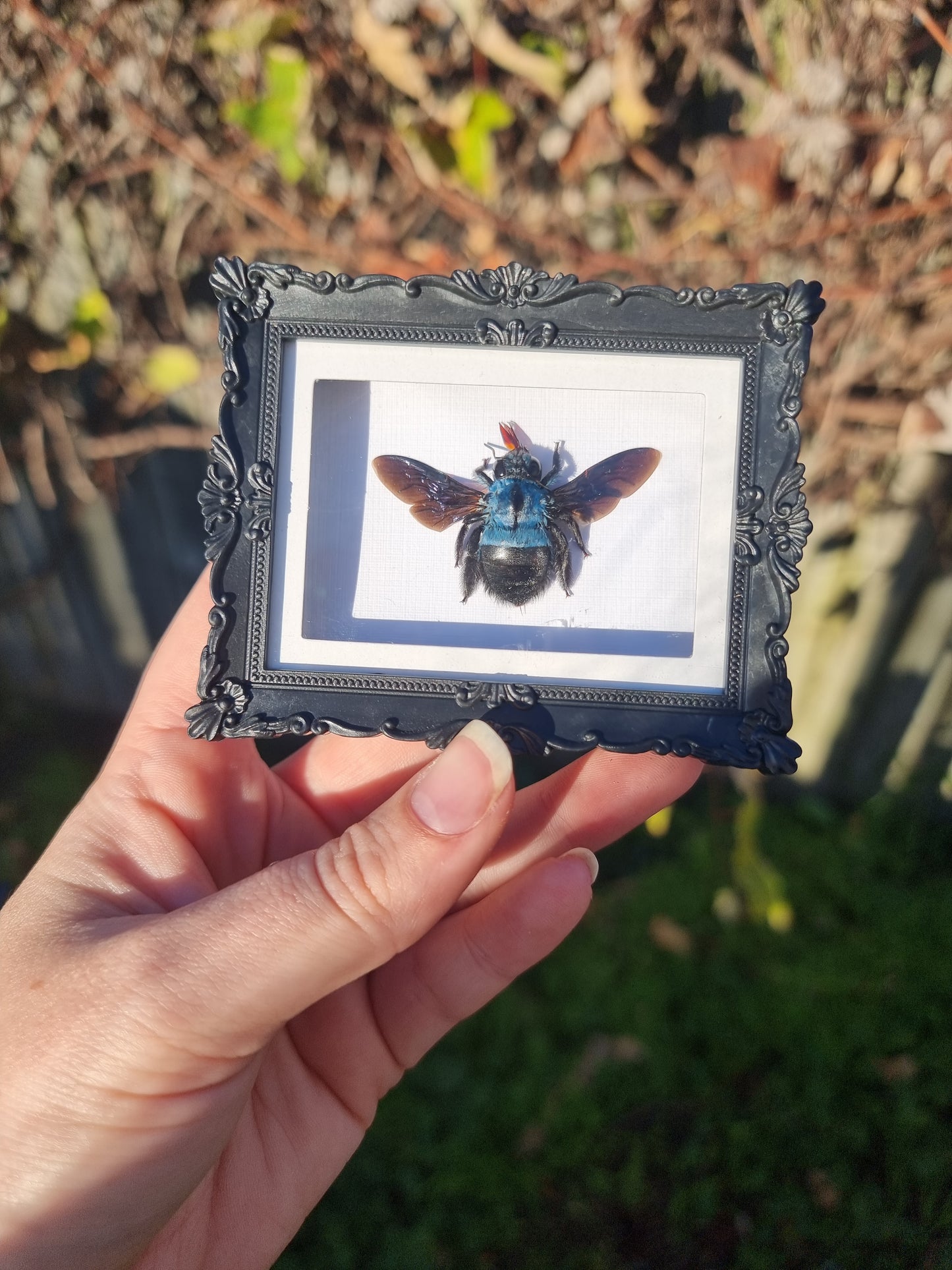 Mini Magnet Framed Blue Carpenter Bee #2
