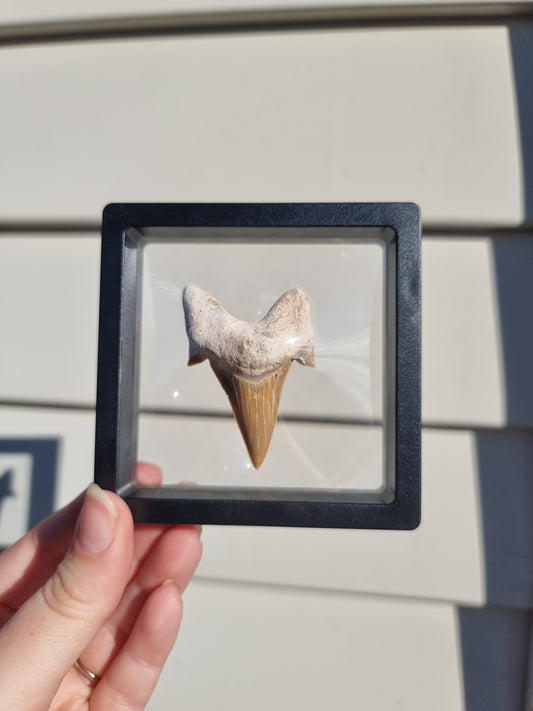 Otodus Fossilized Shark Tooth #4