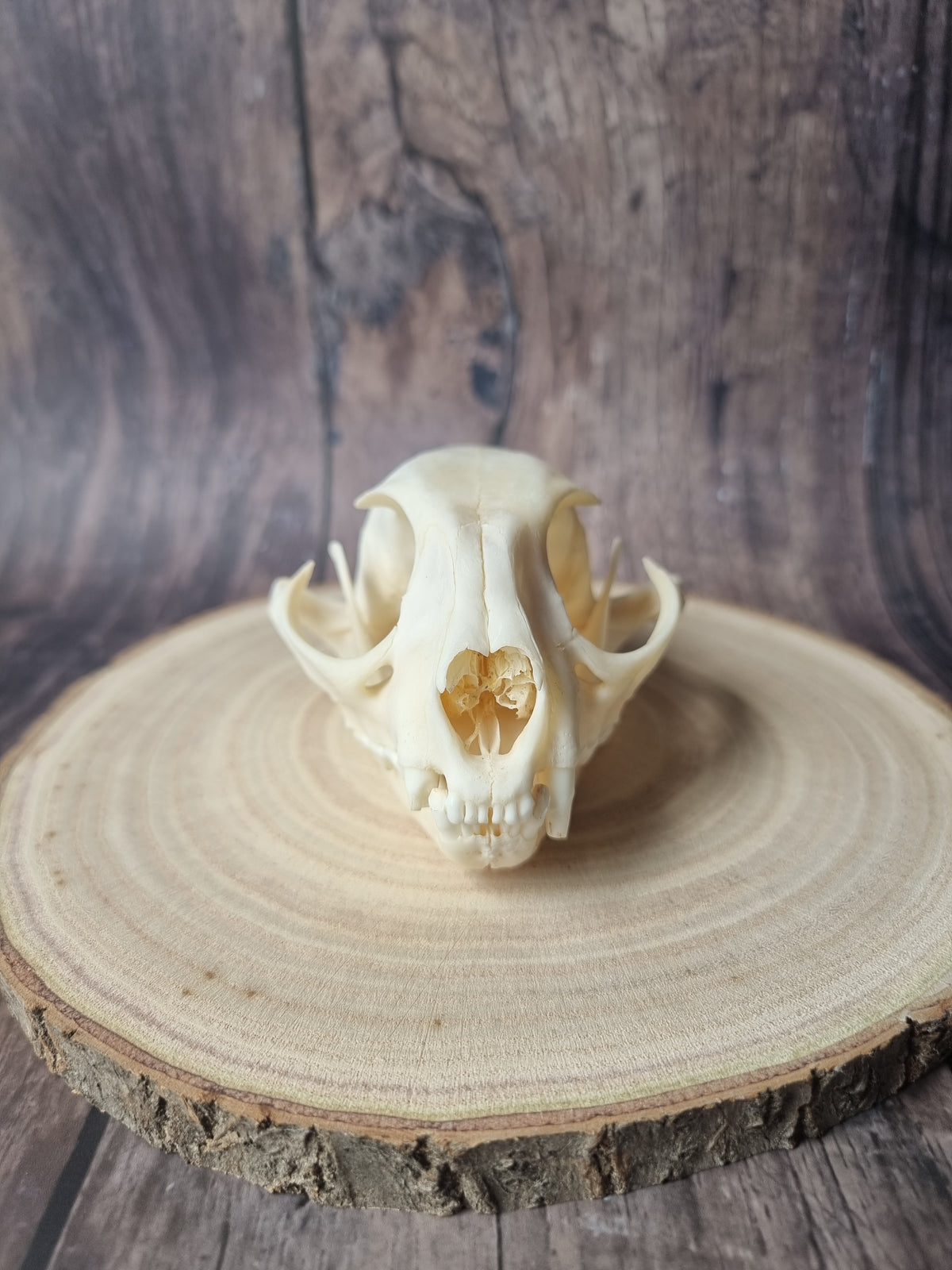 Caracal Skull #2
