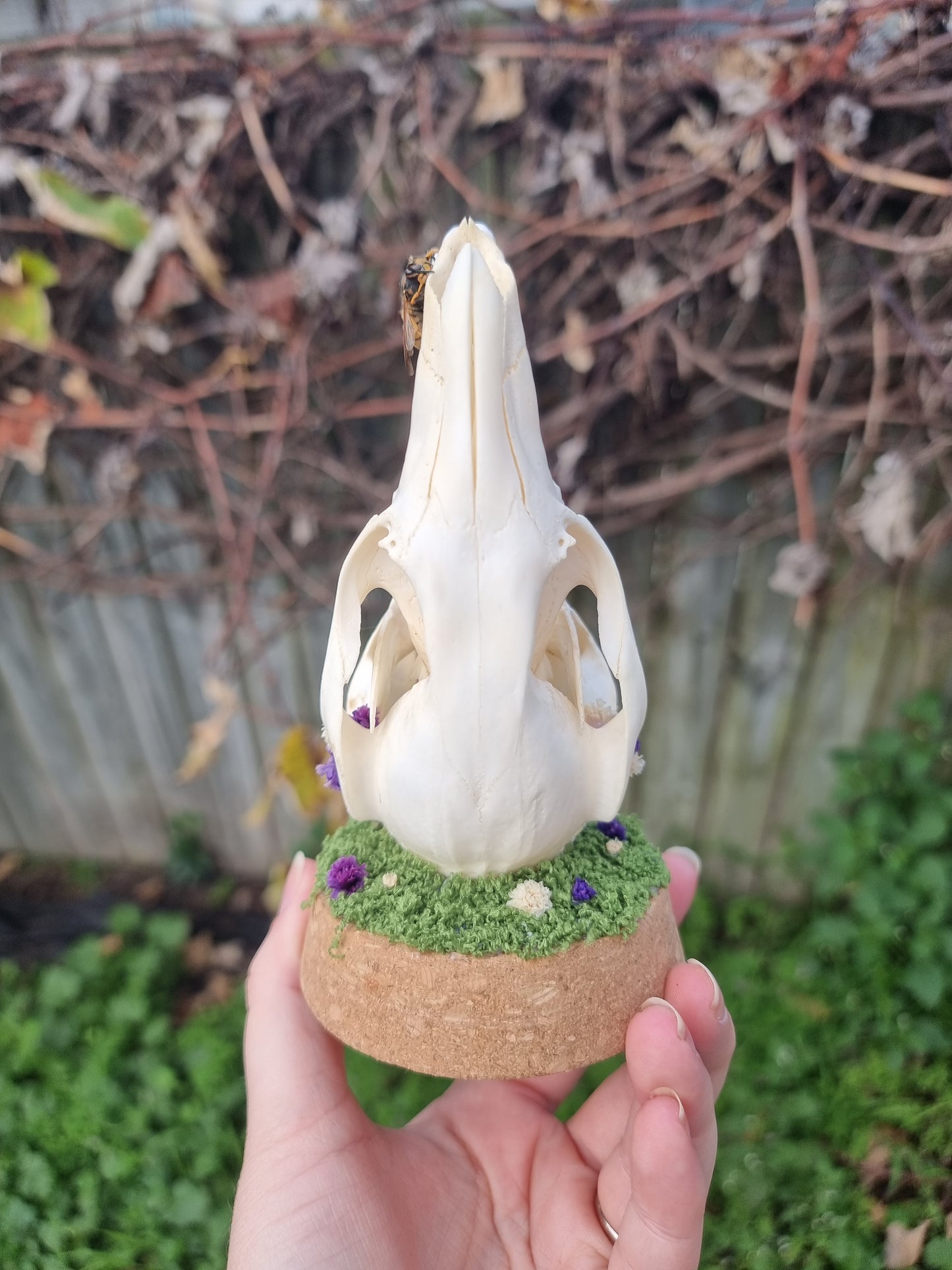 Wallaby Skull Dome with Wasp Dome