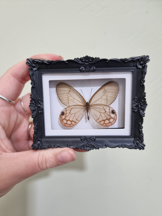Mini Magnet Framed Phantom Wing Butterfly