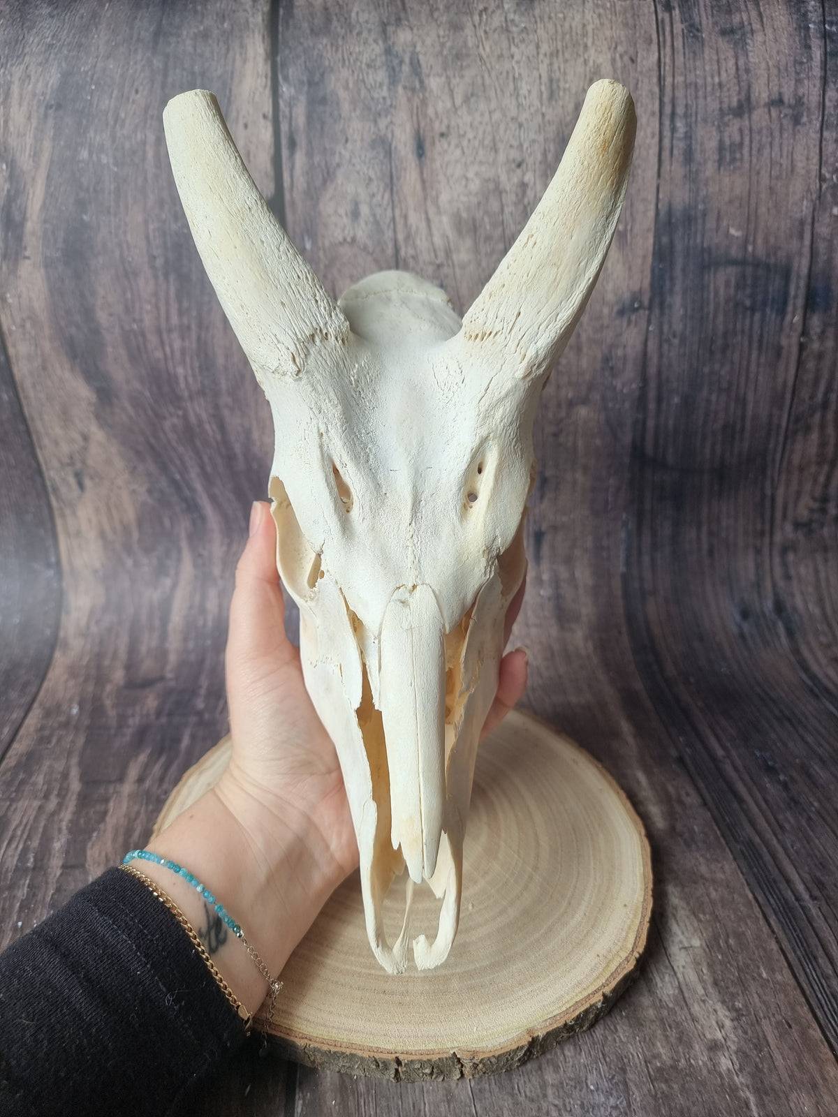 Cape Bushbuck Top Skull #2