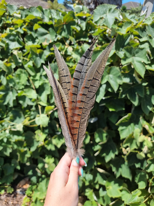 Pheasant Feathers Small