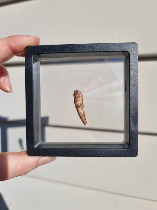 Spinosaurus Tooth #1