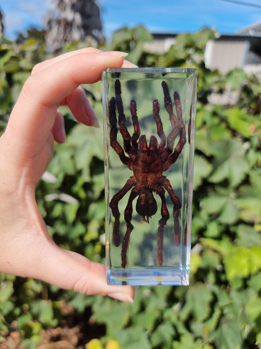 Tarantula In Resin