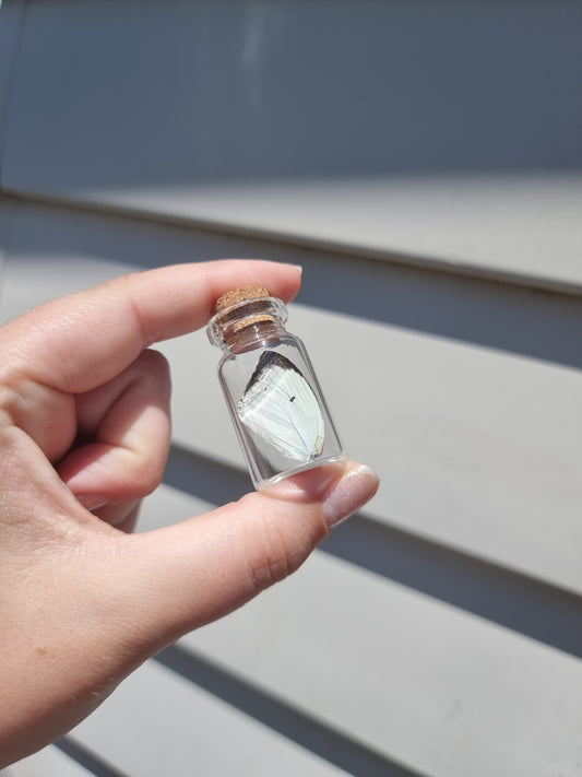 Small Butterfly Wing Jar #2