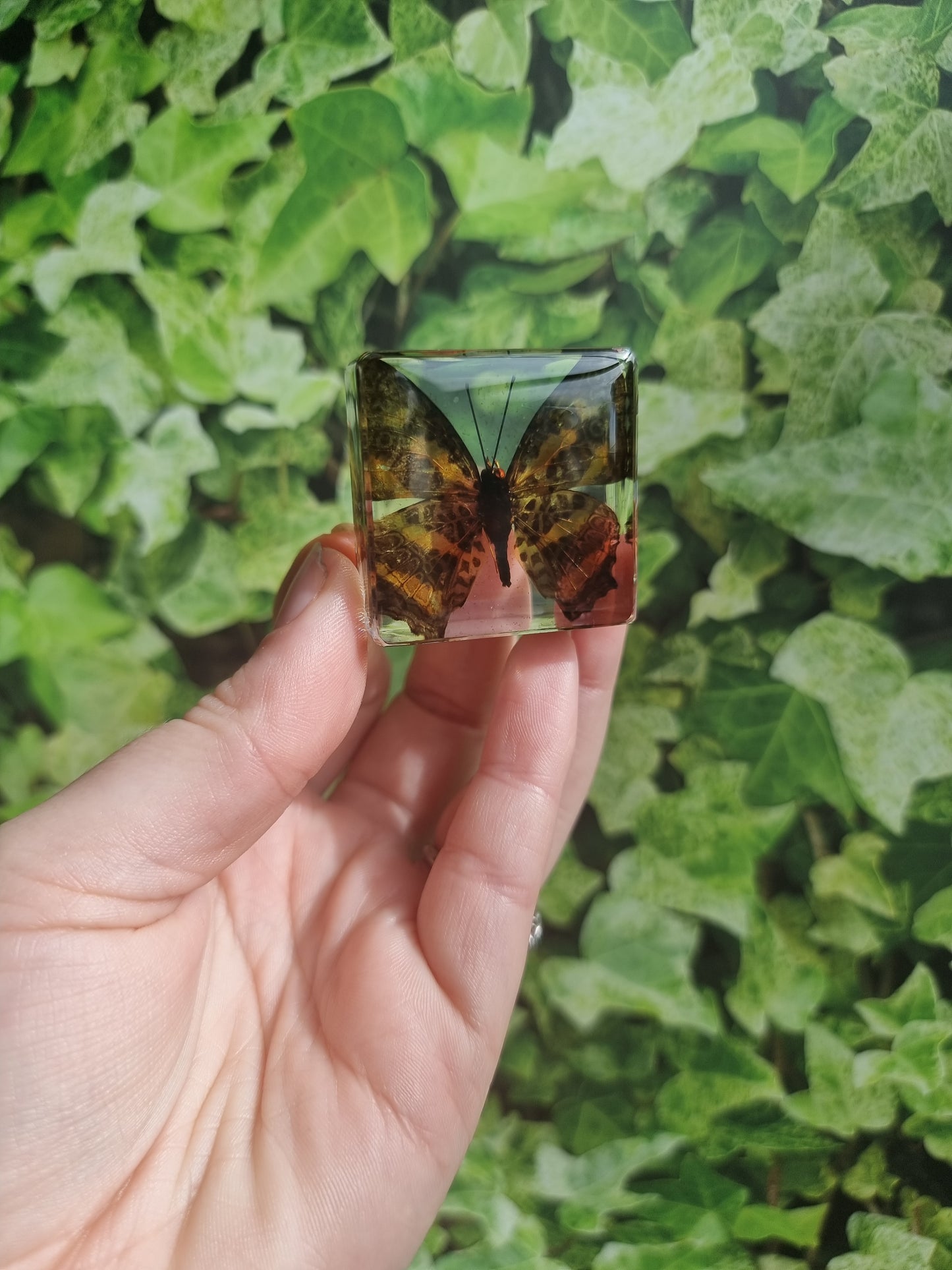 Butterfly In Resin 1