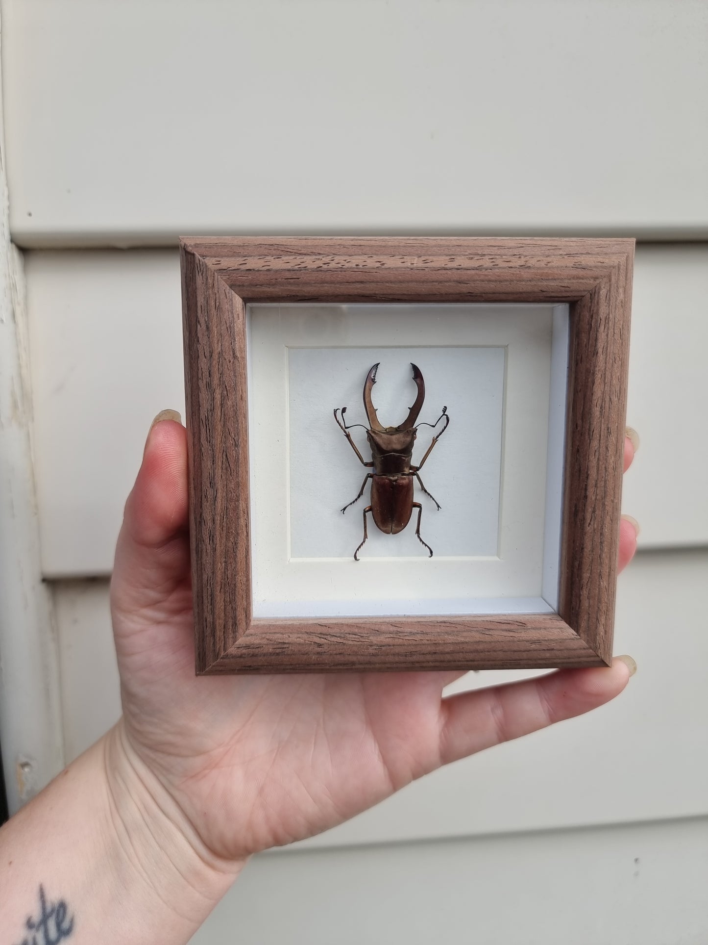 Mini Framed Matalic Stag Beetle