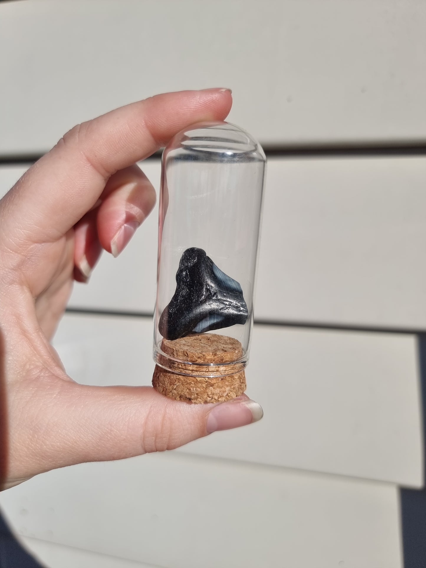 Megalodon Tooth Shard #4