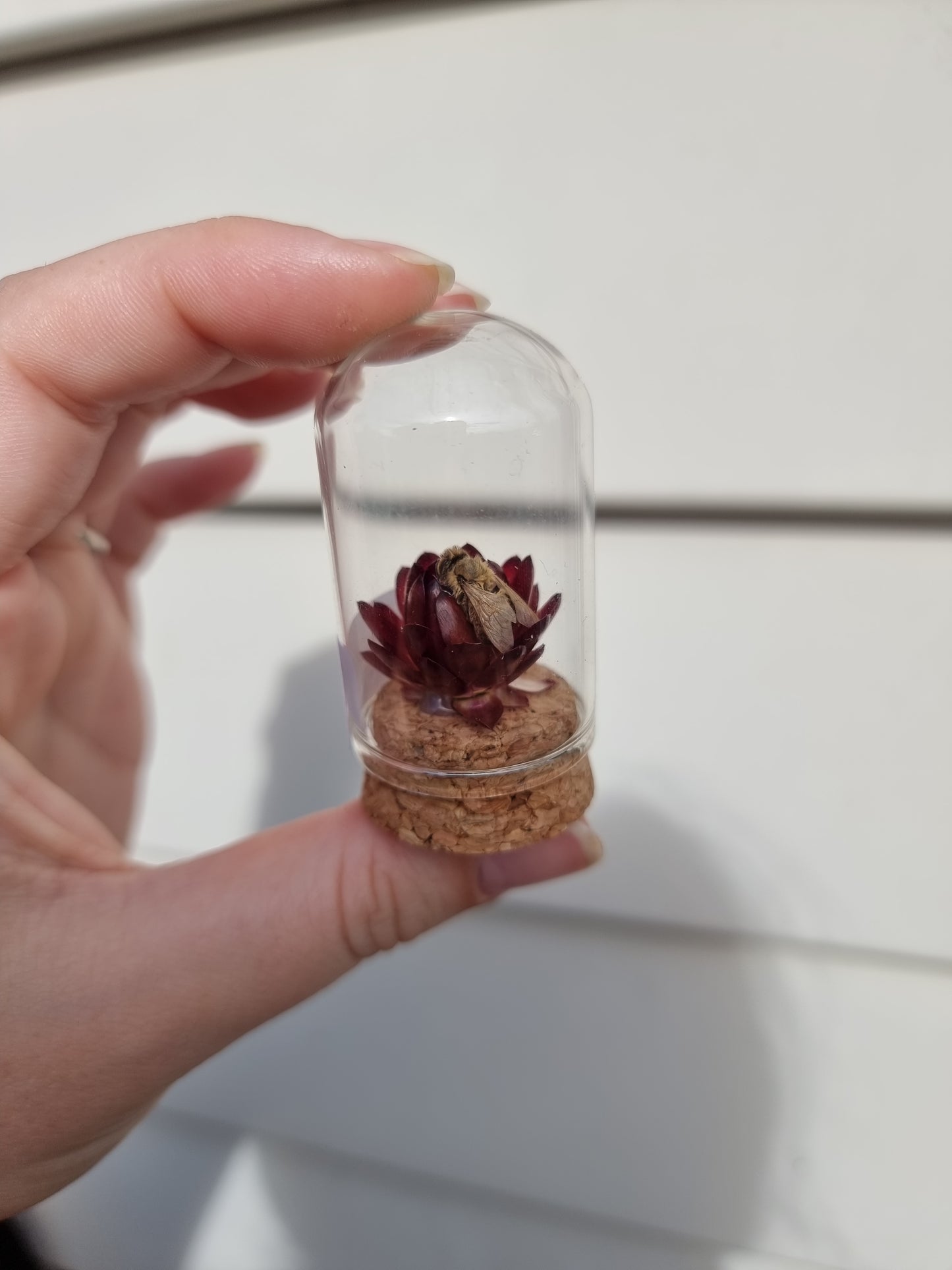 Mini Bee Dome #2