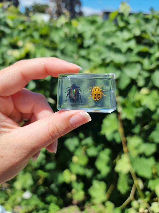 Double Leaf Bug In Resin