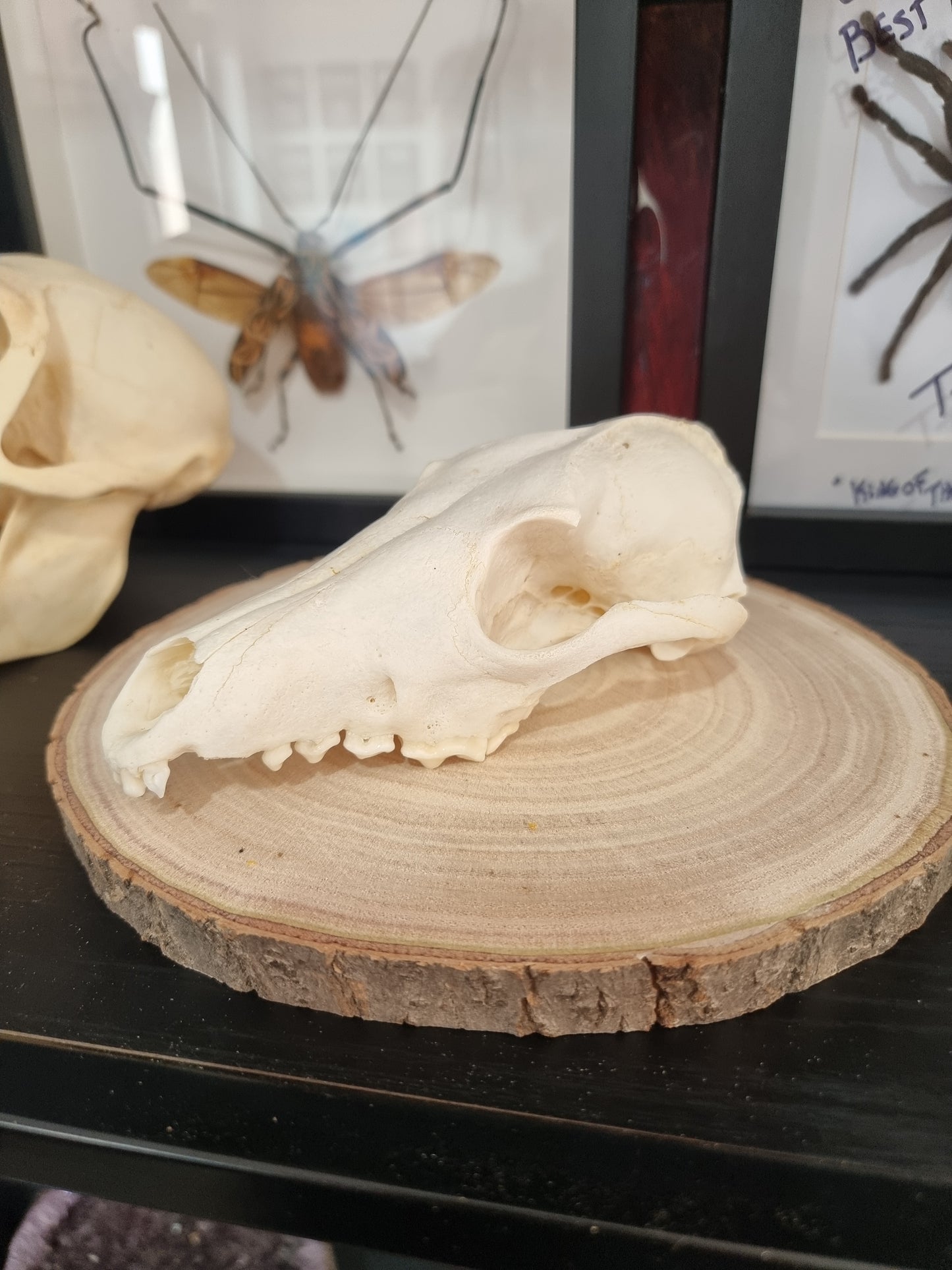 Jackal Skull