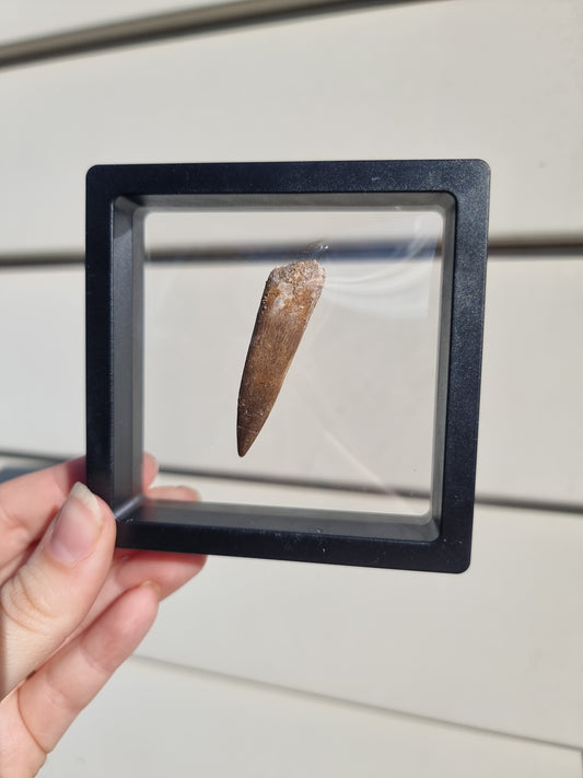 Plesiosaur Tooth #2