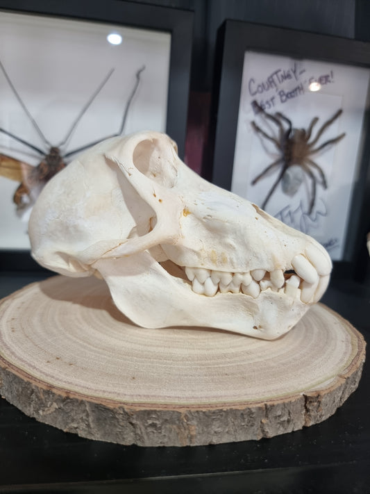Chacma Baboon Skull
