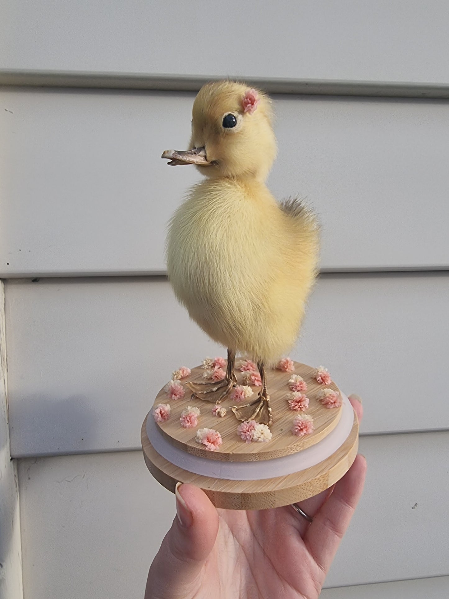 Ducking dome #1