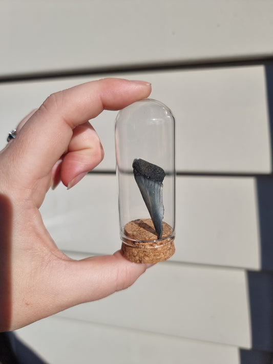 Megalodon Tooth Shard #5
