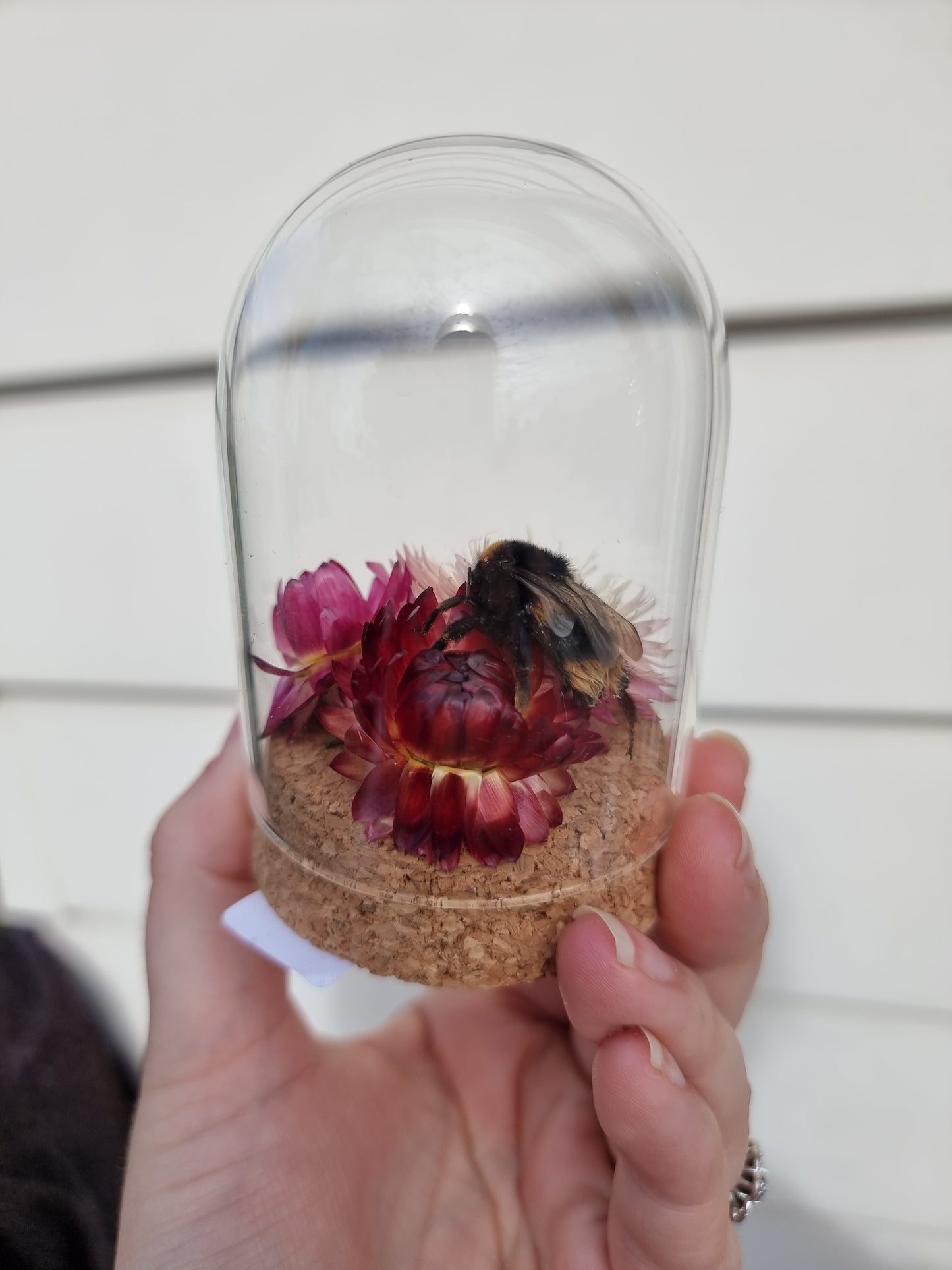 Small Bee Dome #3