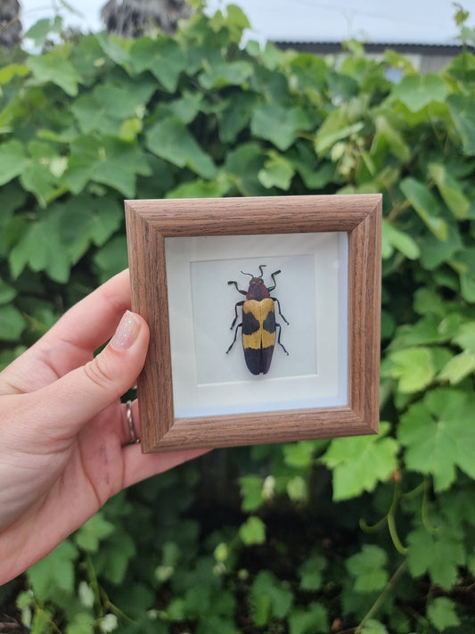 Mini Framed Beetle