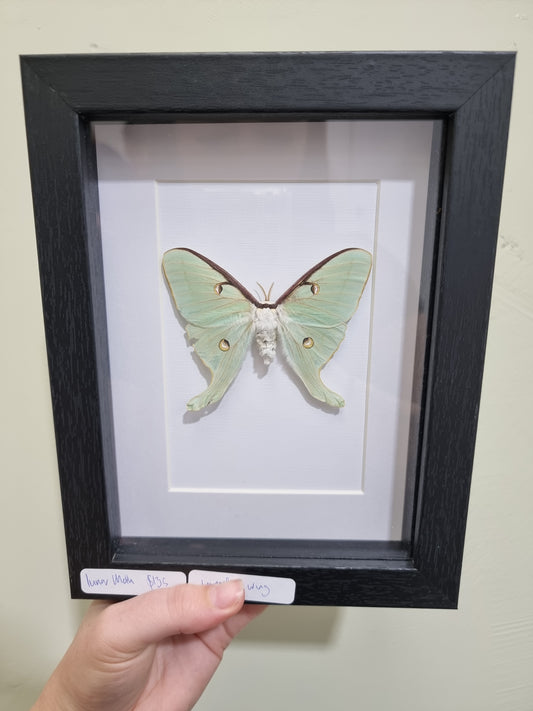 Framed Lunar Moth Imperfect Wing
