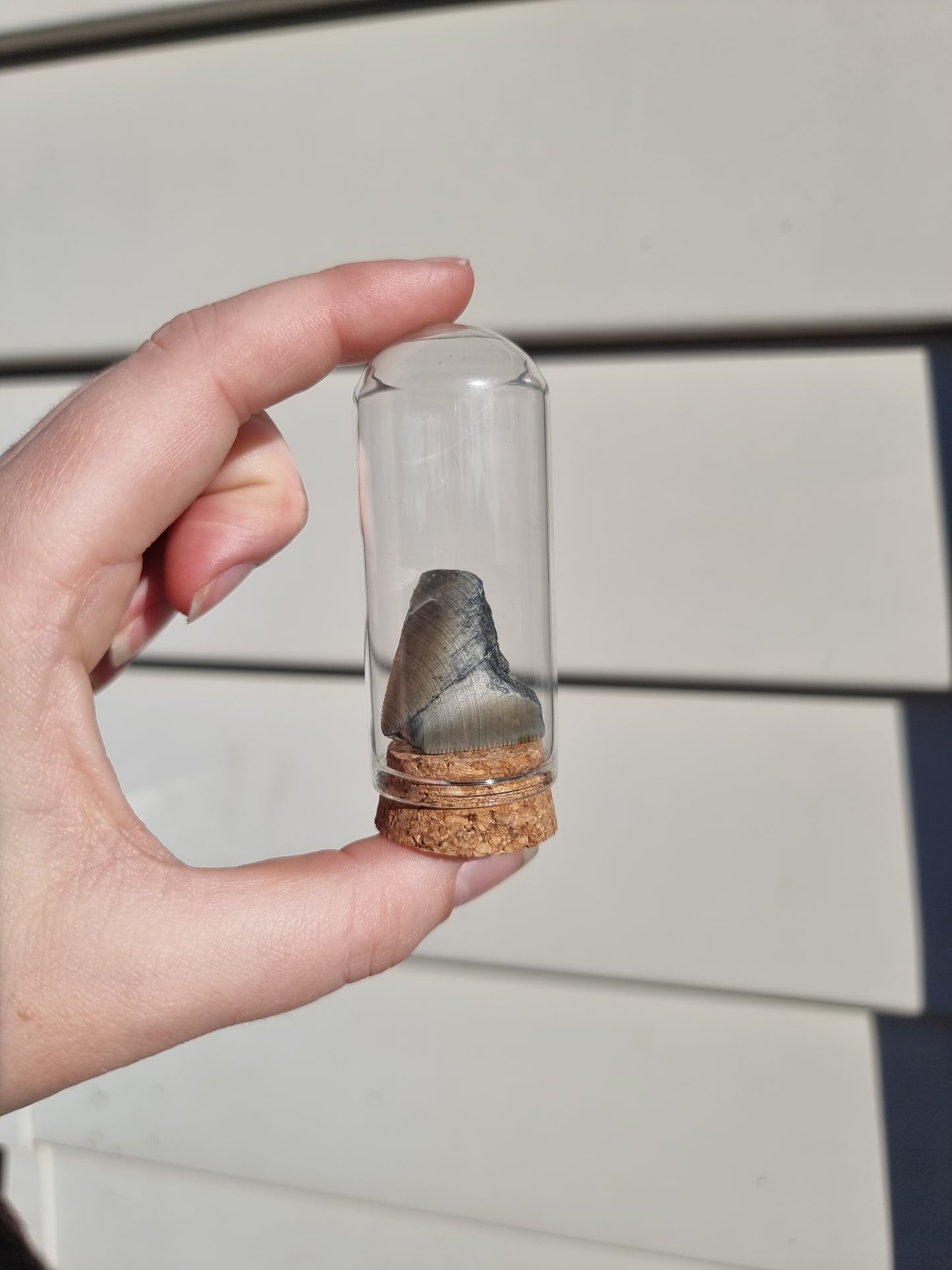 Megalodon Tooth Shard #3