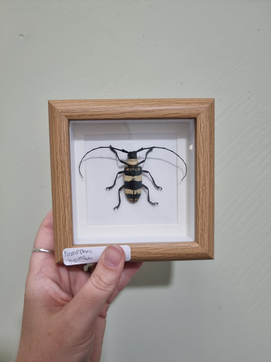 Mini Framed Long Horn Beetle