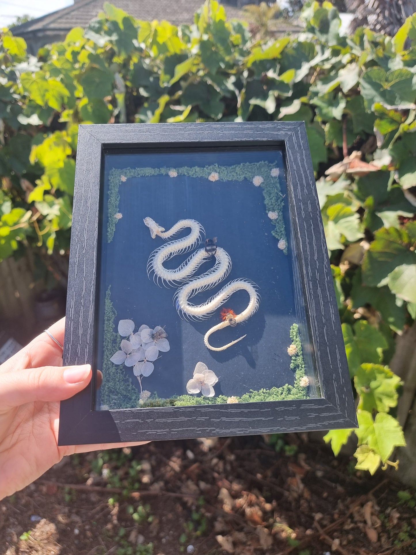 Framed Indonesian Rat Snake Skeleton with Bees #2