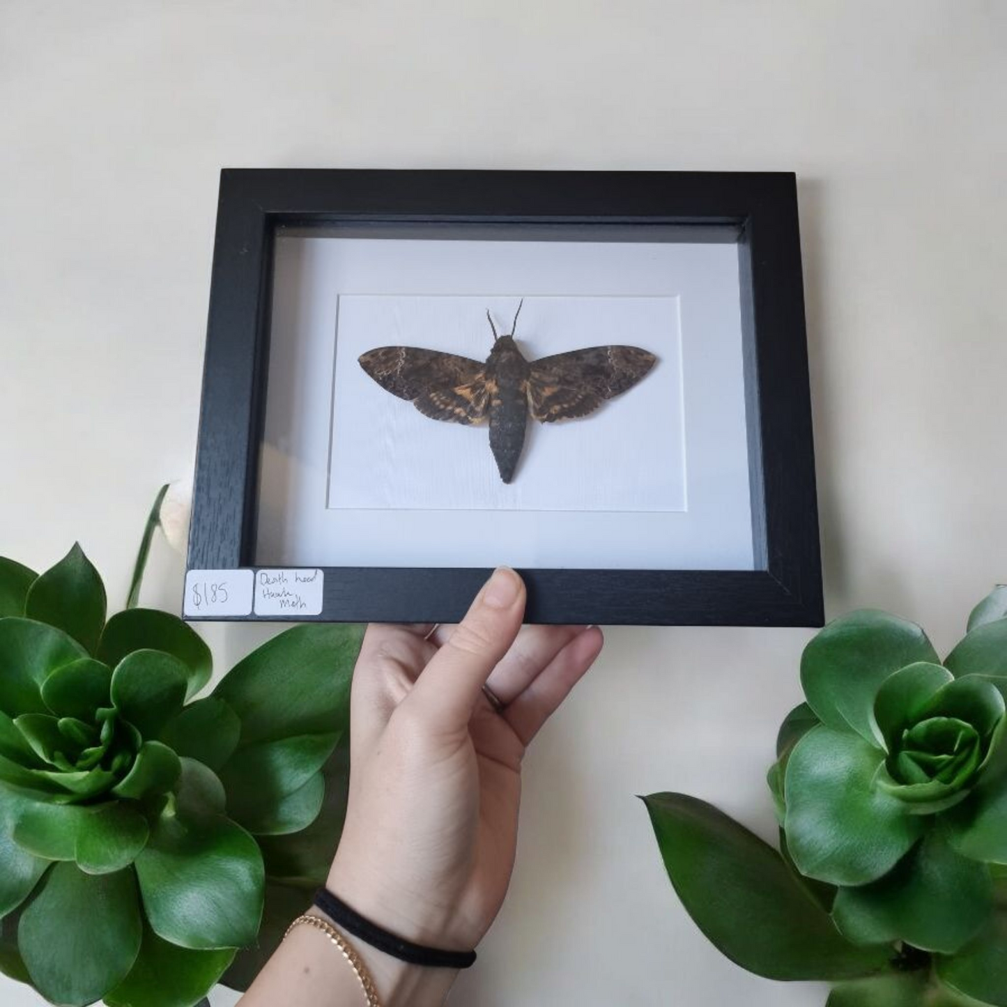 Framed Moth #6