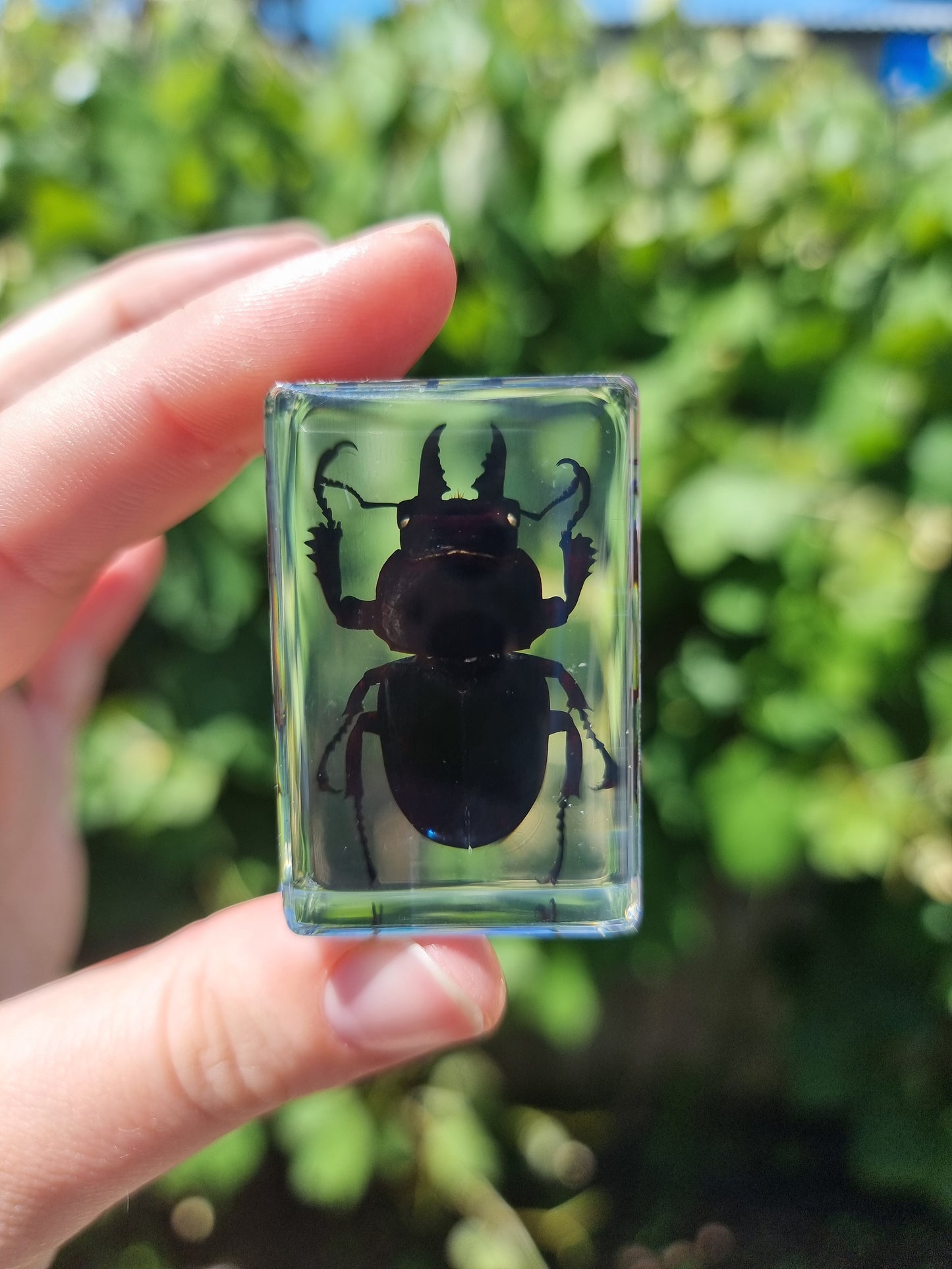Black Stag Beetle In Resin