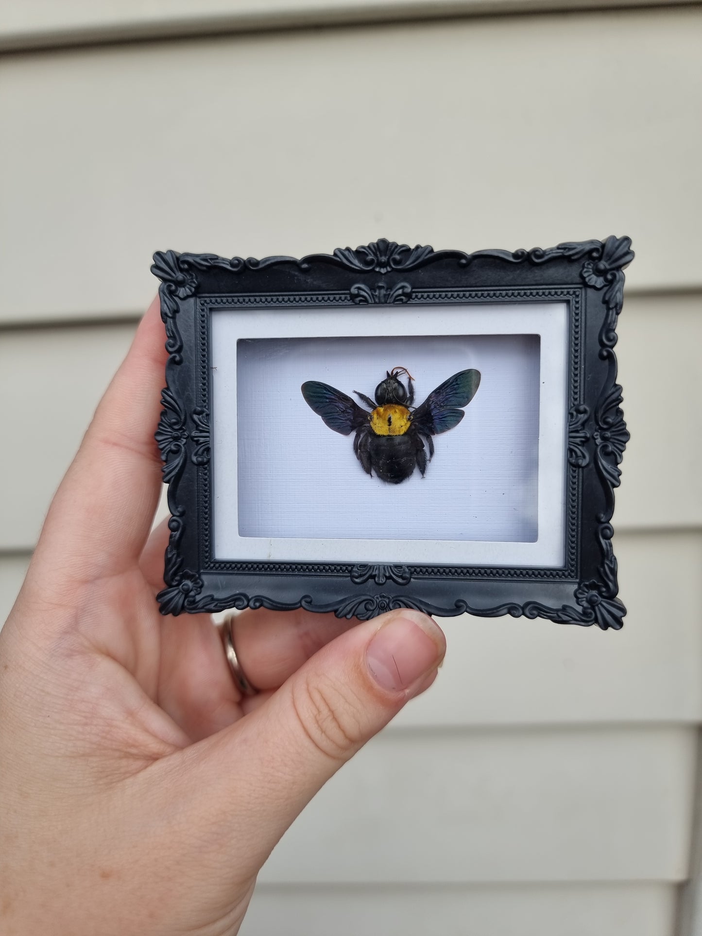 Mini Magnet Frame Yellow Carpenter Bee