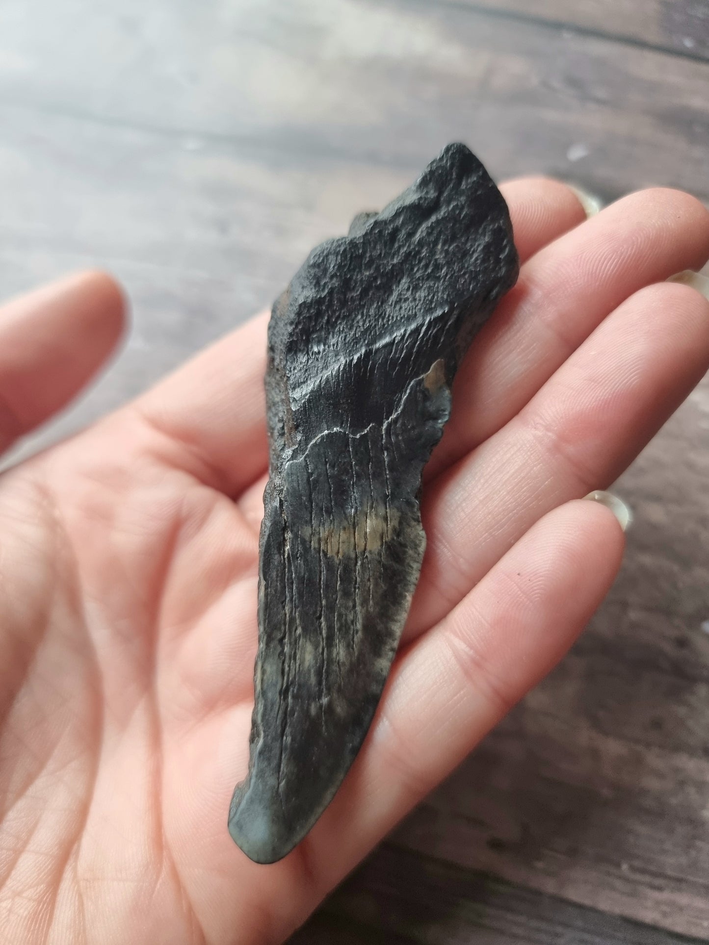 Large Megalodon Tooth Shard #9