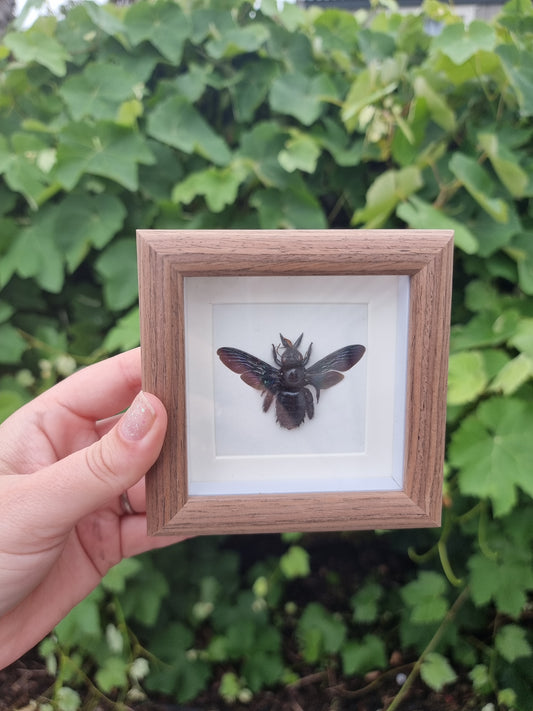 Mini Framed Bee #5