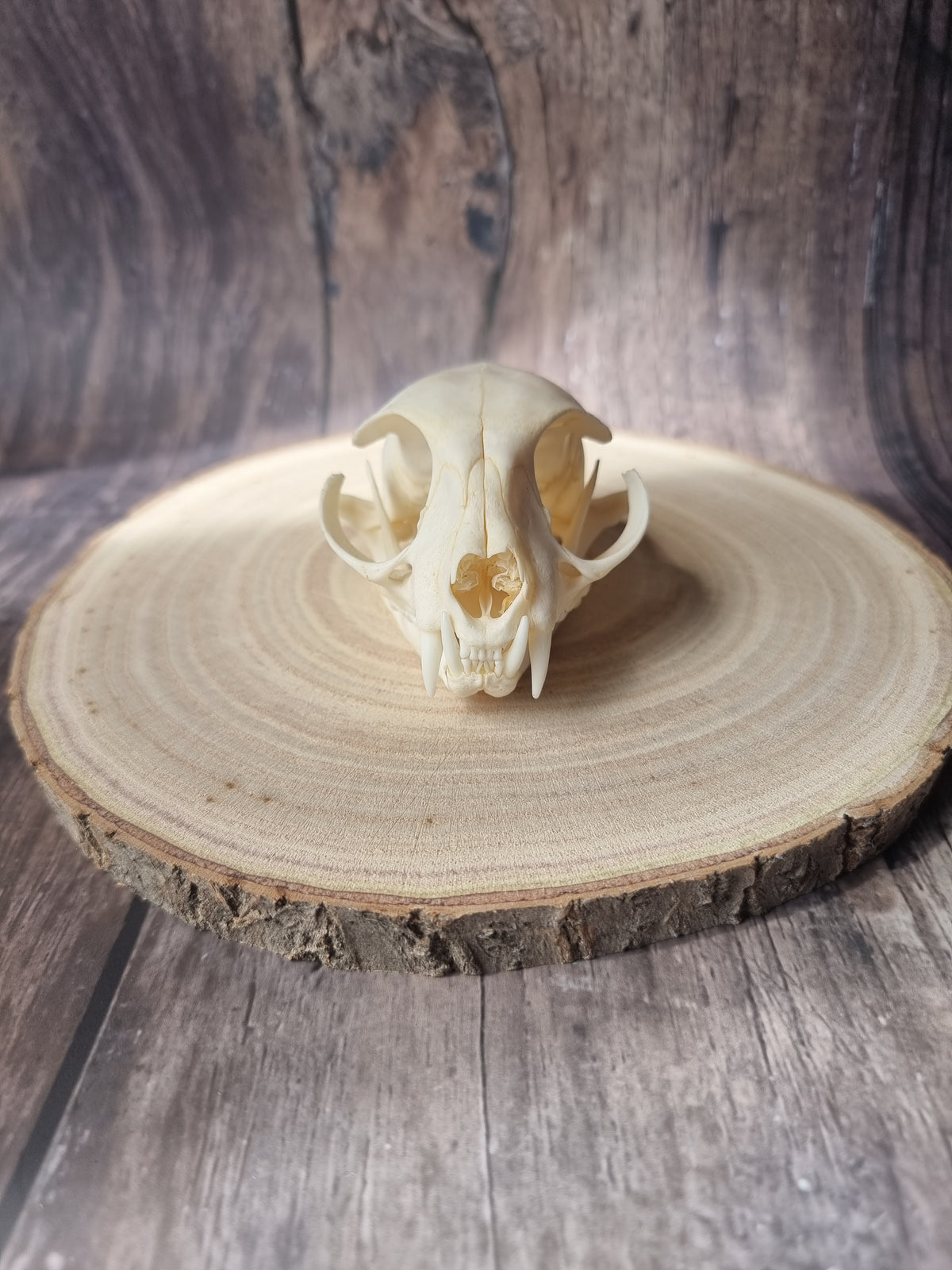 African Wildcat Skull #2