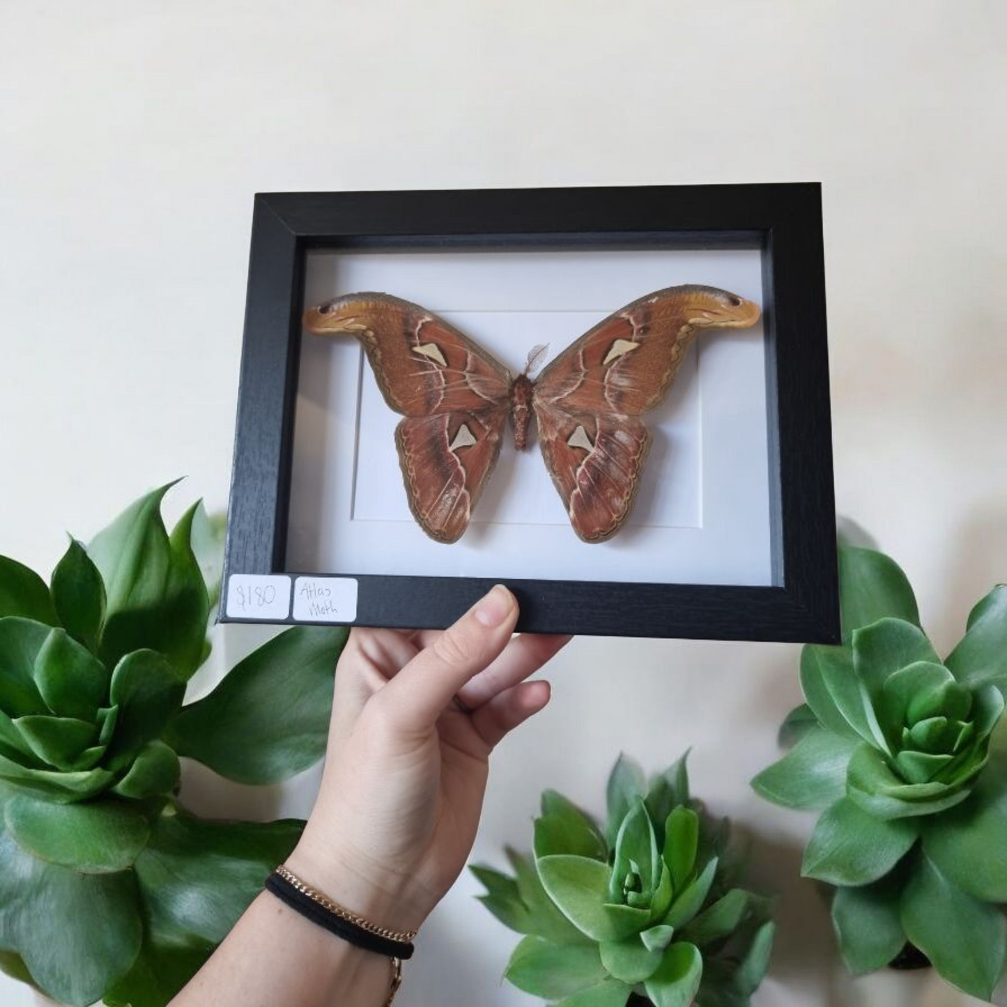 Framed Moth #21