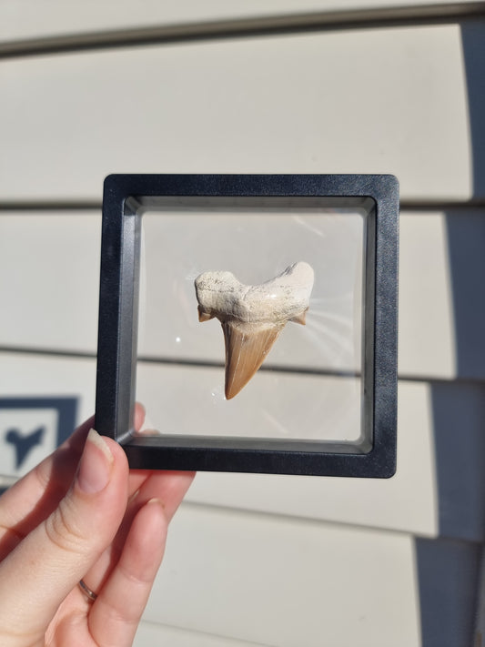 Otodus Fossilized Shark Tooth #6