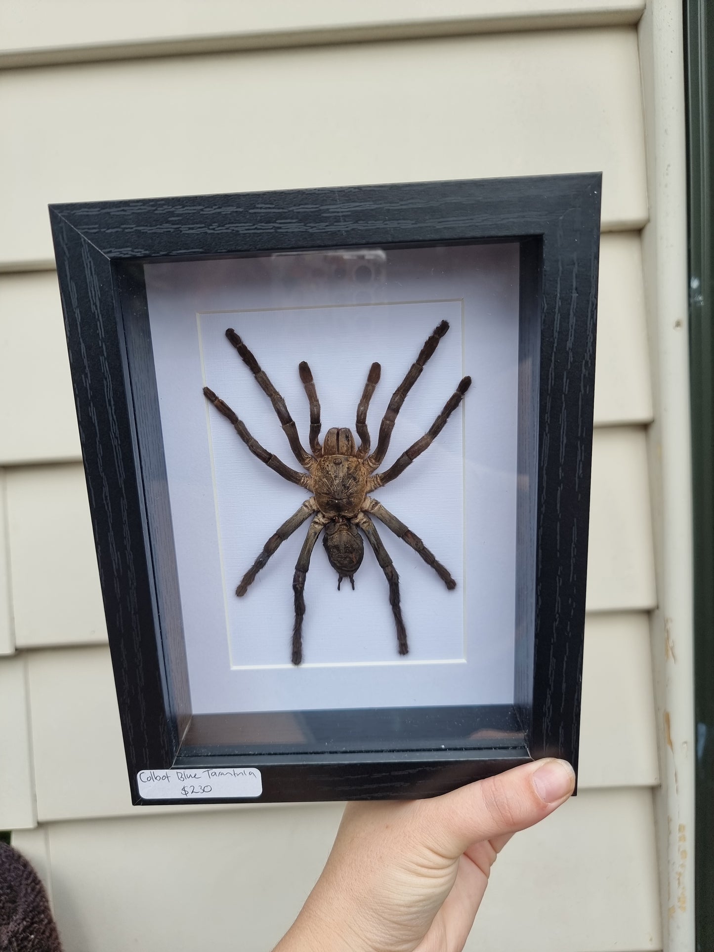 Framed Tarantula