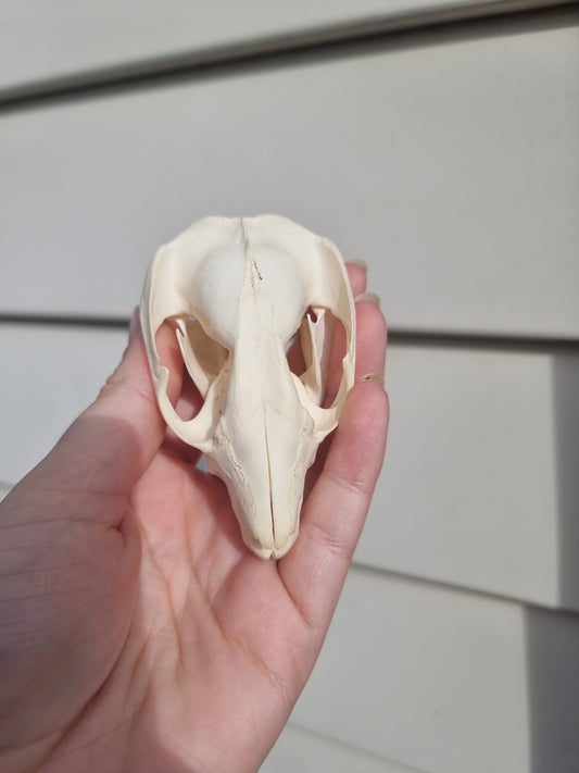 Possum Skull