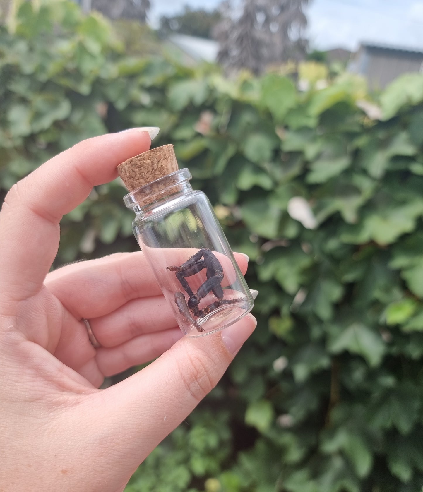 Scorpion Leg Jar Medium