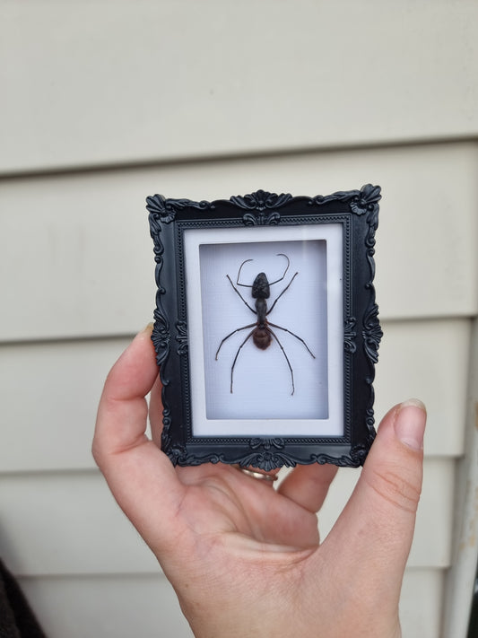 Mini Magnet Frame Giant Forest Ant