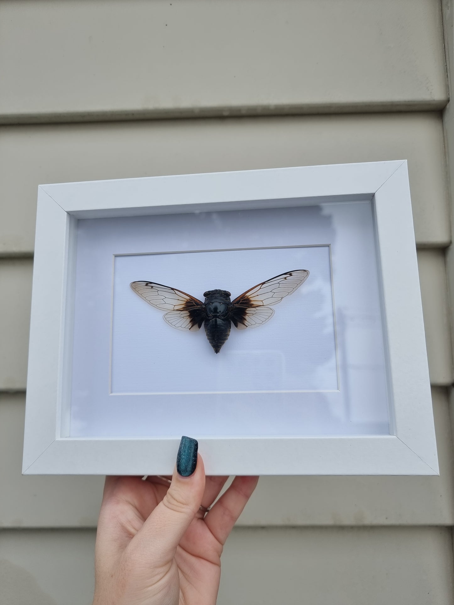 Framed Cicada #2