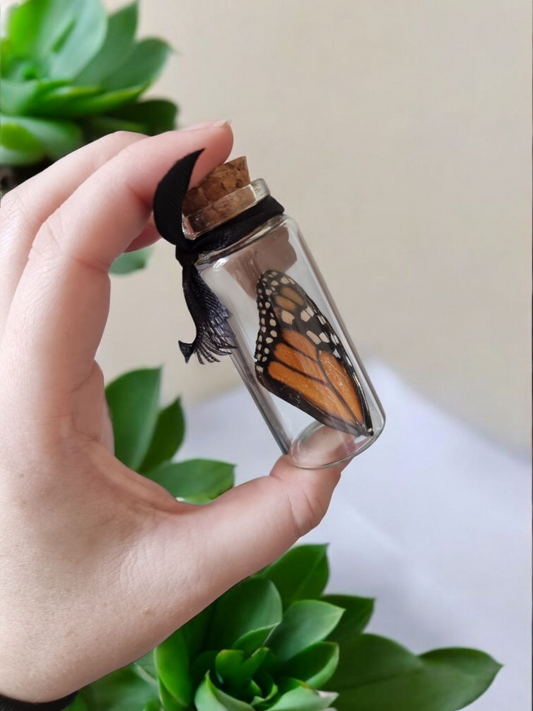 Large Oddity Jar Monarch wing