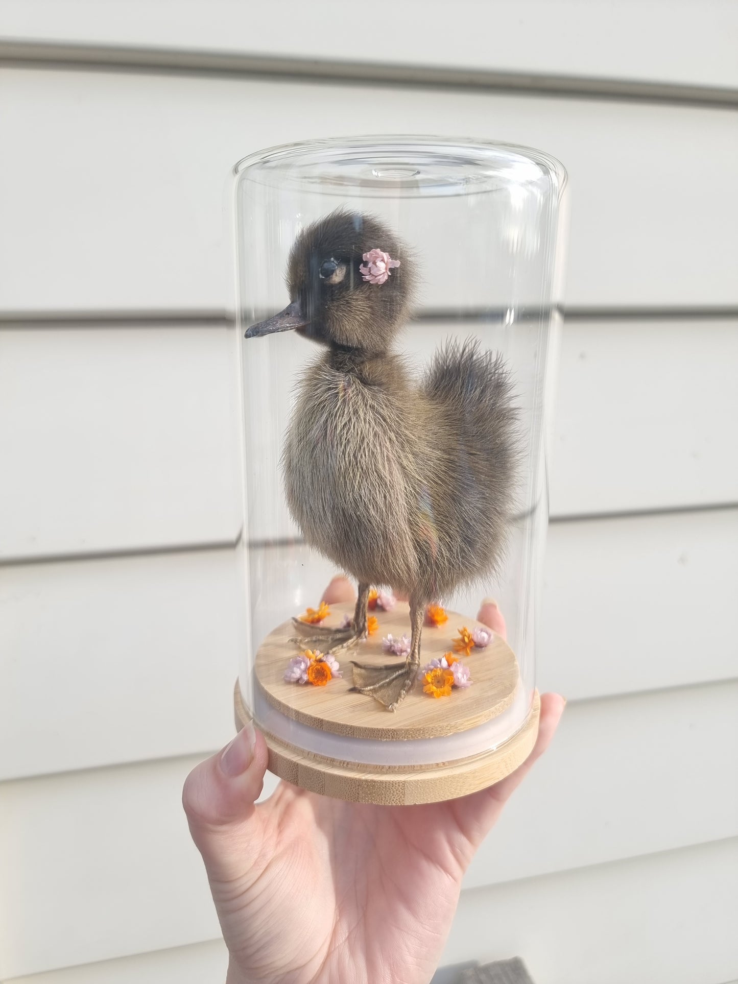 Duckling Dome #2