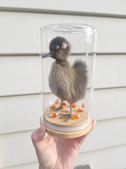 Duckling Dome #2