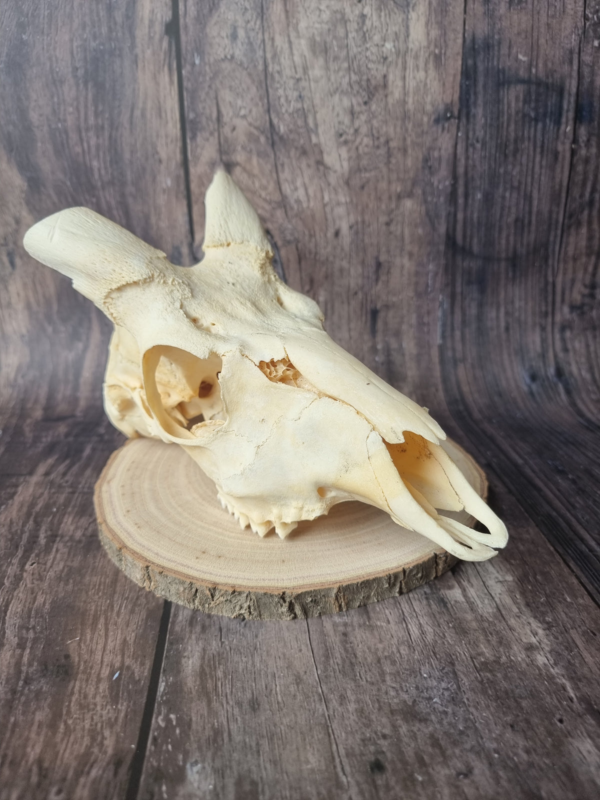 Cape Bushbuck Top Skull #1