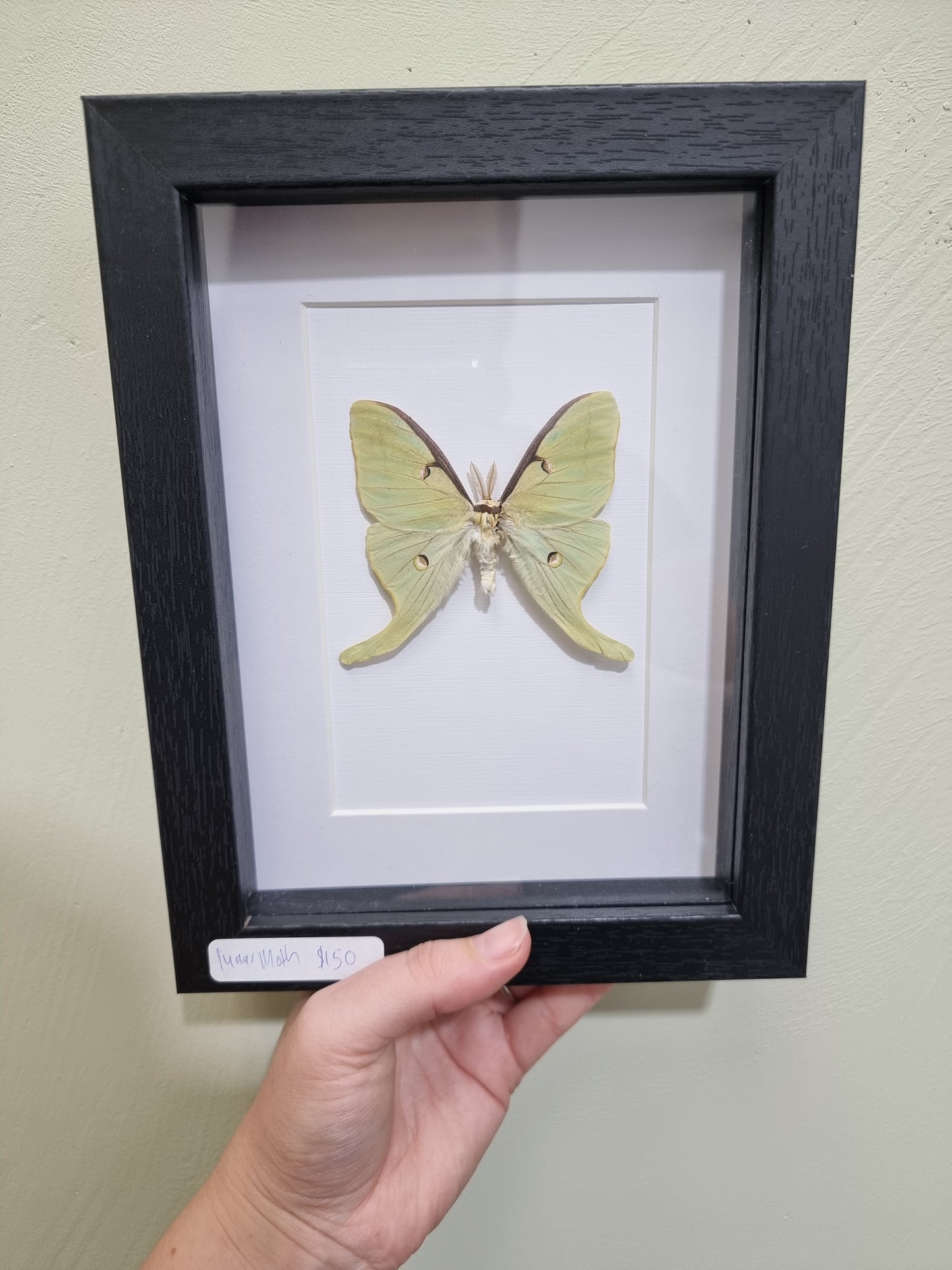 Framed Lunar Moth #2