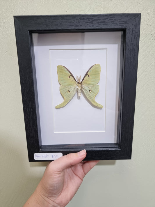 Framed Lunar Moth #2