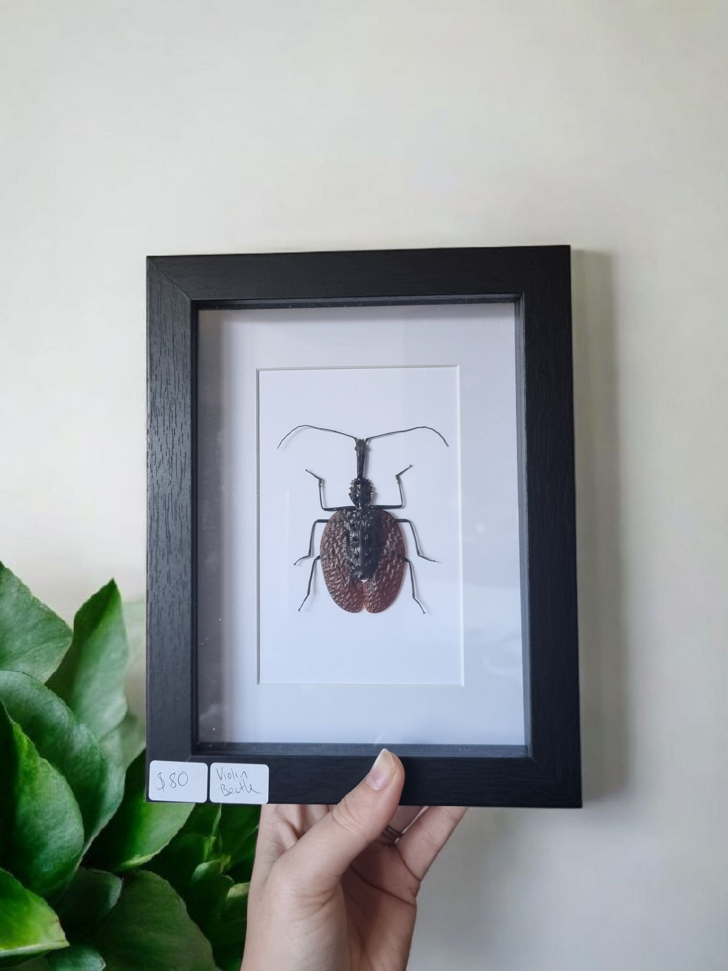 Framed Violin Beetle #1